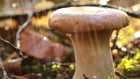 mushroom boletus in a sunny forest in the rain.