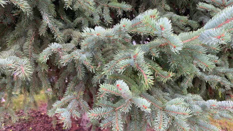 pine tree in fall morning