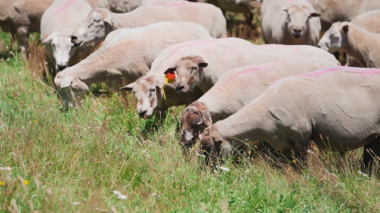 rebaño de ovejas pastando en un día soleado en el campo del rancho