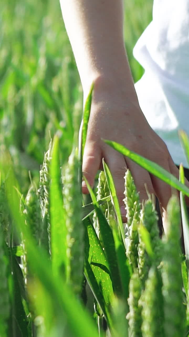 Hands of a kid are touching spikelets of wheat in the field on a summer day. Green background. Slow motion Vertical video