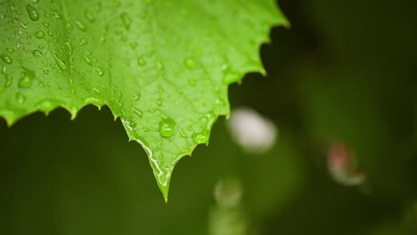 gotas de agua en la superficie de la hoja