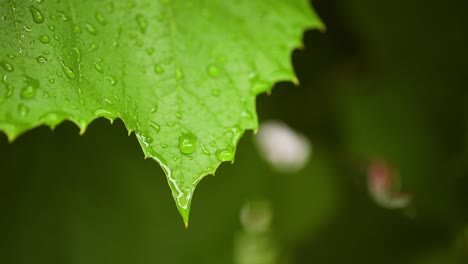 水滴在叶子的表面上