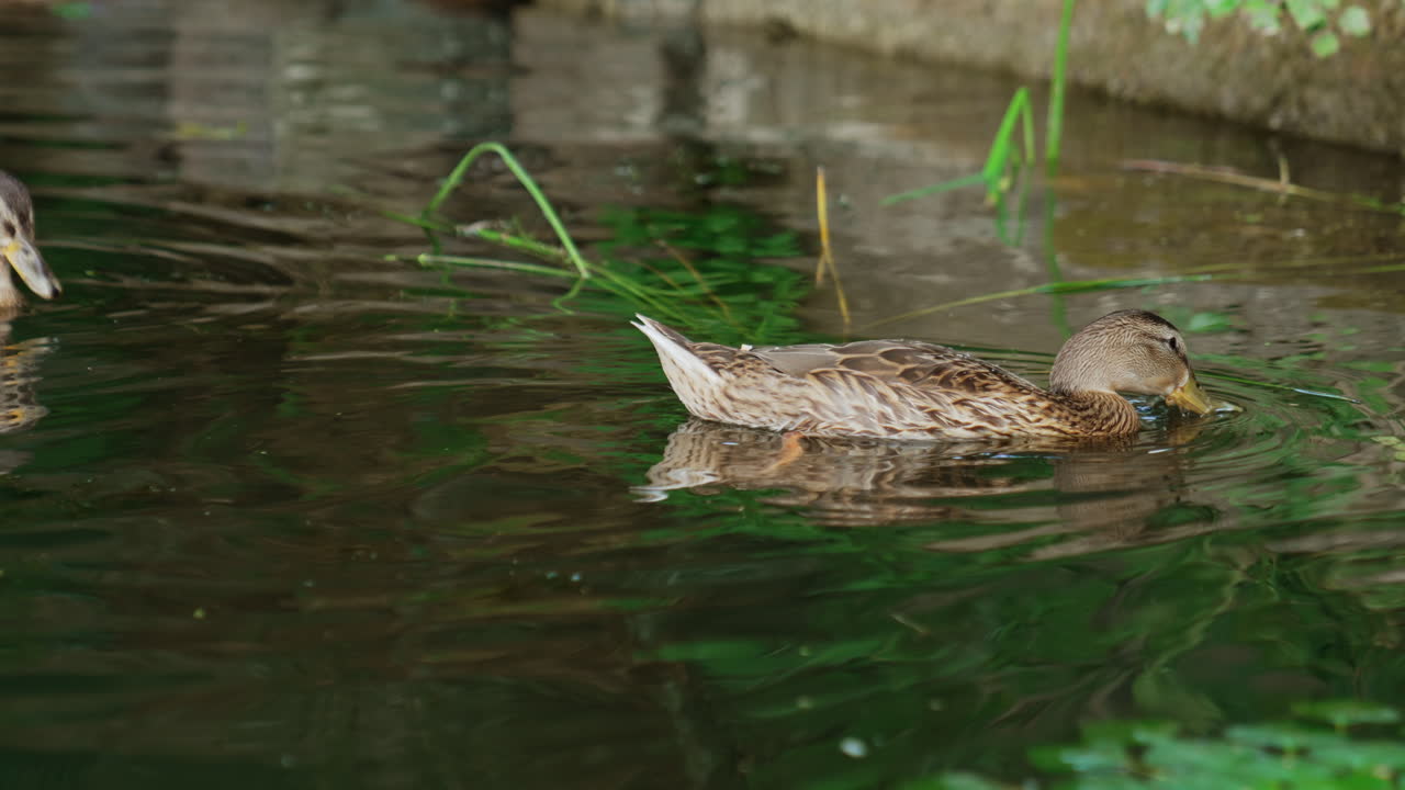 Two wild ducks floating by the river. A couple of mallards eating duckweed found in the water.