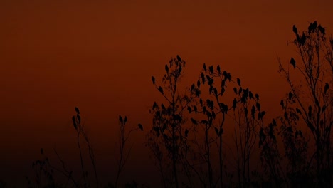 cometas de orejas negras, milvus lineatus, es una vista fantástica para ver en pak pli, nakhon nayok, tailandia, mientras se pone el sol