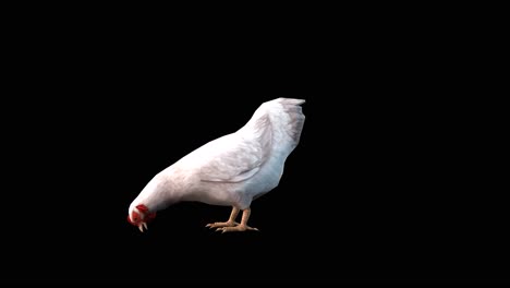 Ein-Huhn,-Das-Untätig-Steht-Und-Auf-Schwarzem-Hintergrund-Isst,-3D-Animation,-Animierte-Tiere,-Nahtlose-Schleifenanimation