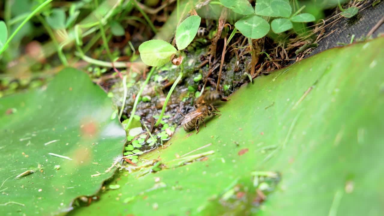 abejas bebiendo de un estanque natural, primer plano de verano por la mañana