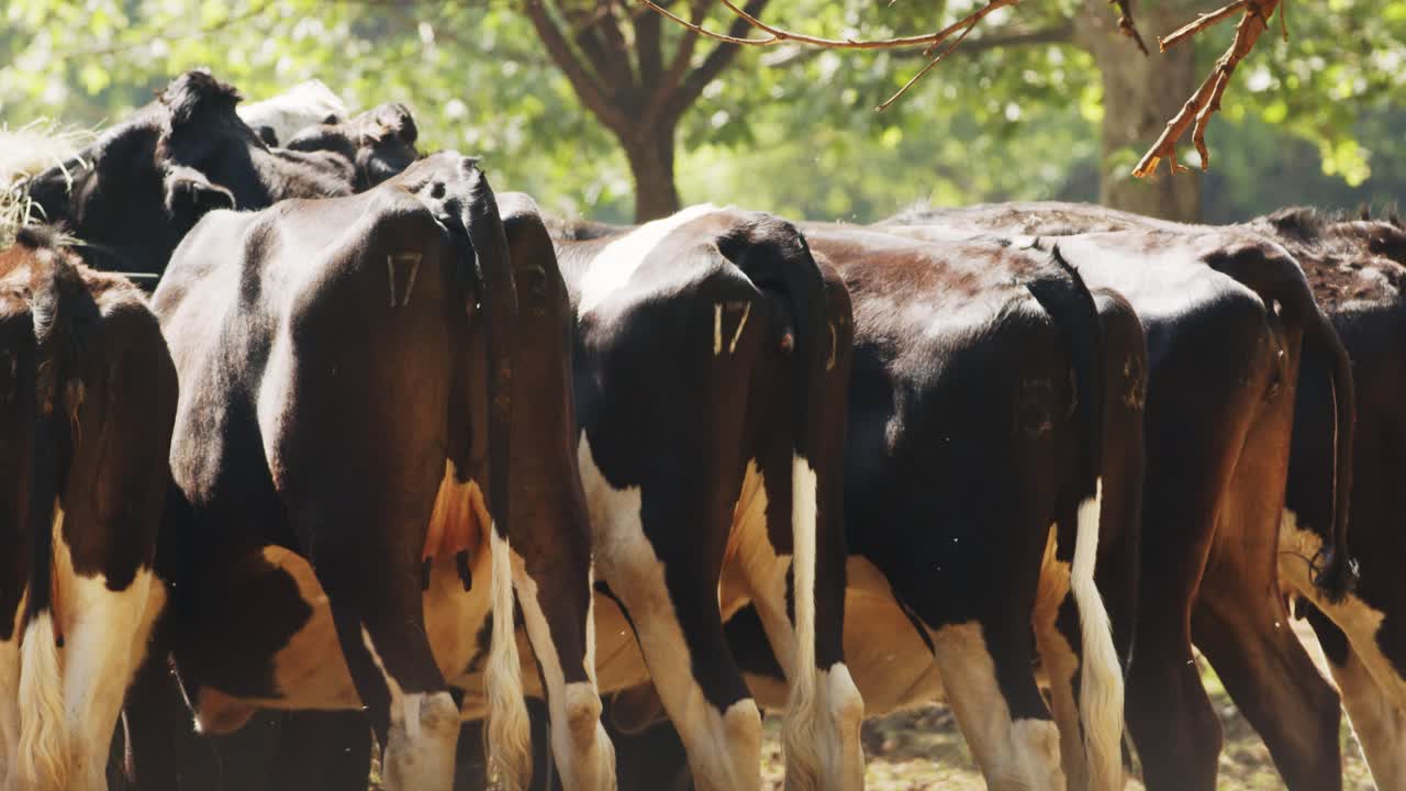 vacas haciendo fila para comer heno