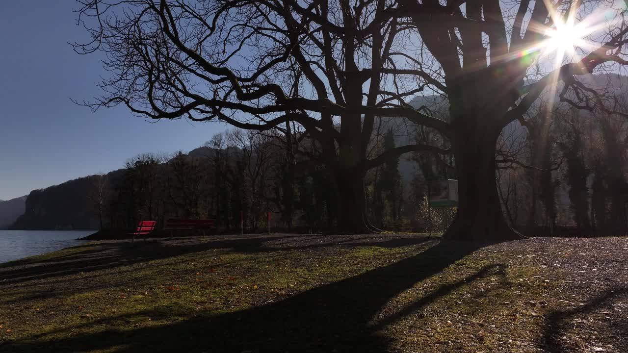 큰 나무 와 빨간 벤치 와 함께 호수 앞 공원 장면