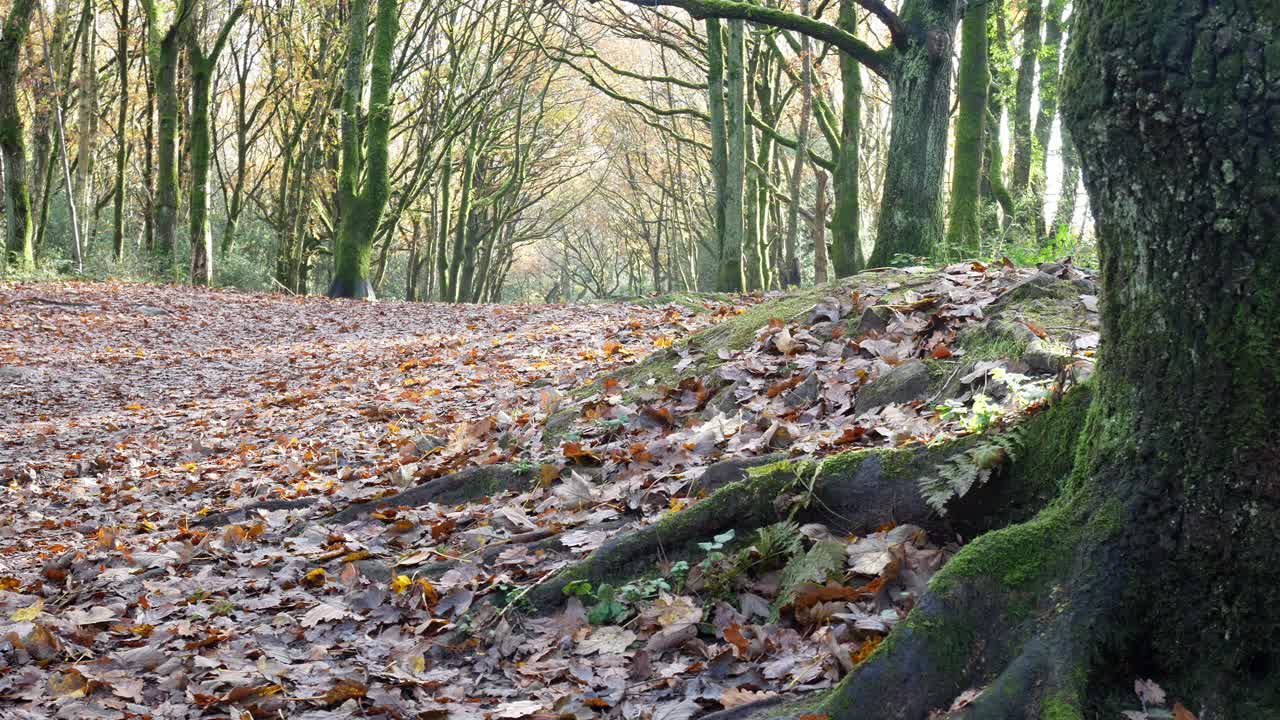Gyldent efterårsløv på skovbunden langs en naturskøn parksti, kamera bevæger sig mod venstre