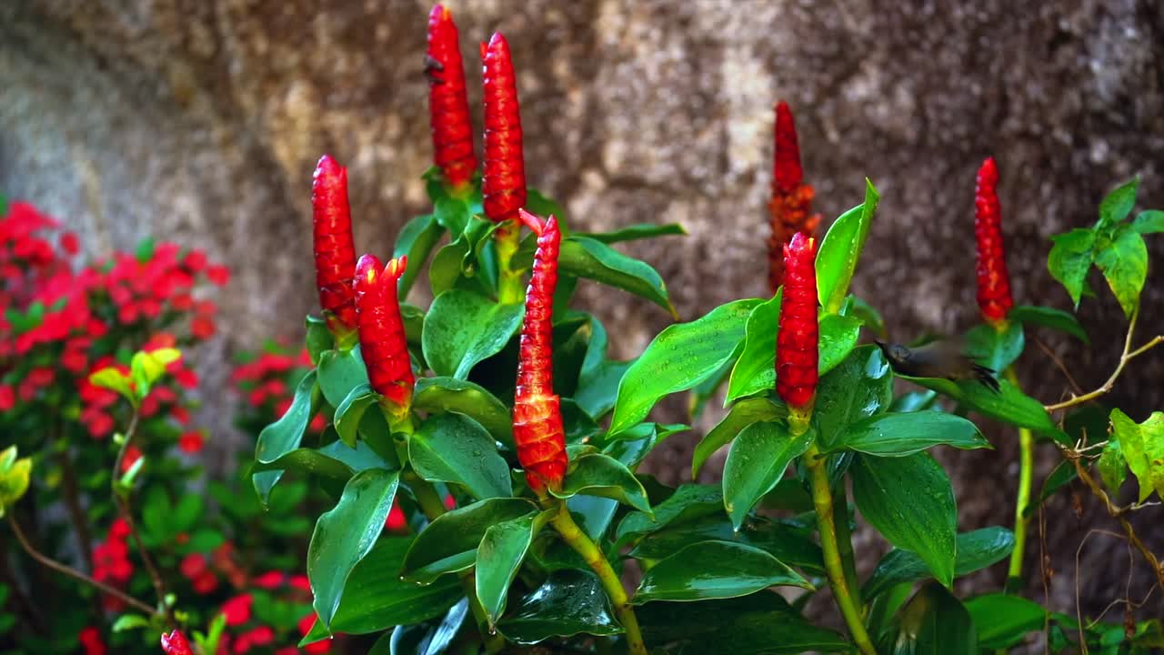 Slow motion sunbird washing on insulin flower plant, Mahe Seychelles 1