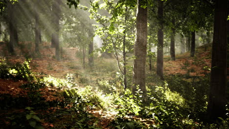 Sommernebel-Im-Wald