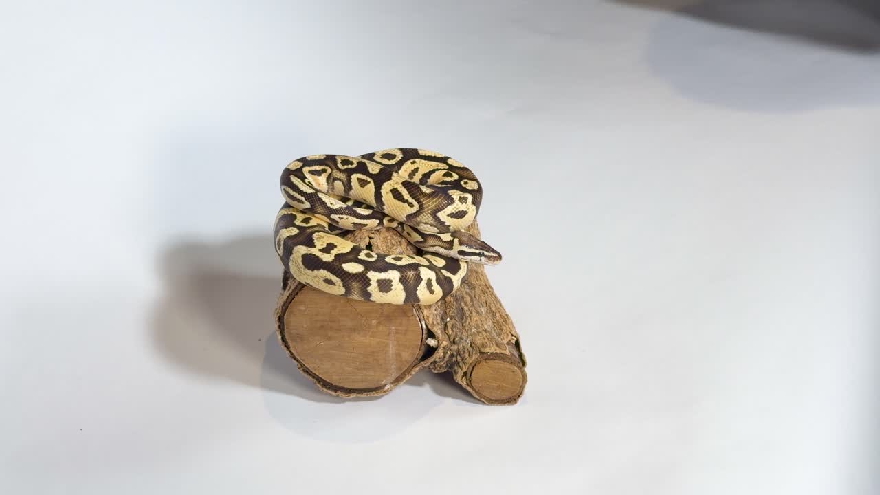 Una persona coloca una pitón bola con patrones sobre un tronco de madera contra un fondo de estudio blanco