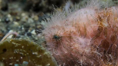 a pink hairy frogfish using its lure to act as a worm to catch prey