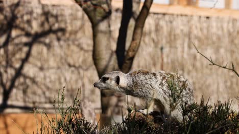 a meerkat moves around its enclosure