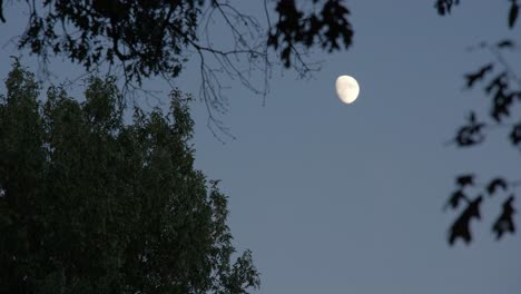 framed between the leafy crowns of two trees, the moon casts its silvery glow against the dusk sky