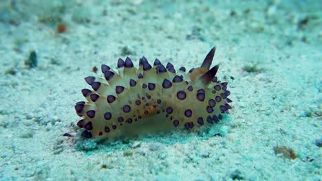 la babosa de mar nudibranquio janolus de punta morada busca comida en el fondo arenoso
