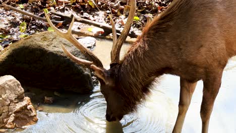 agua potable de los ciervos en su hábitat natural