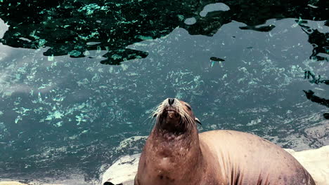 Close-up-of-a-Californian-sea-lion-posing-on-a-rock