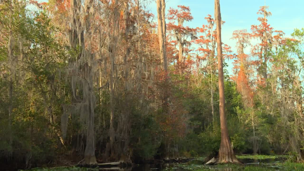Experience the tranquil beauty of Okefenokee Swamp, showcasing dense vegetation and towering cypress trees reflected in pristine water, captured in warm natural light