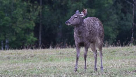 el ciervo sambar es una especie vulnerable debido a la pérdida de hábitat y la caza