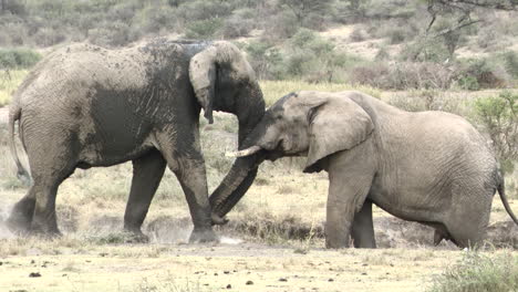 african elephant bull walking up to other for greeting