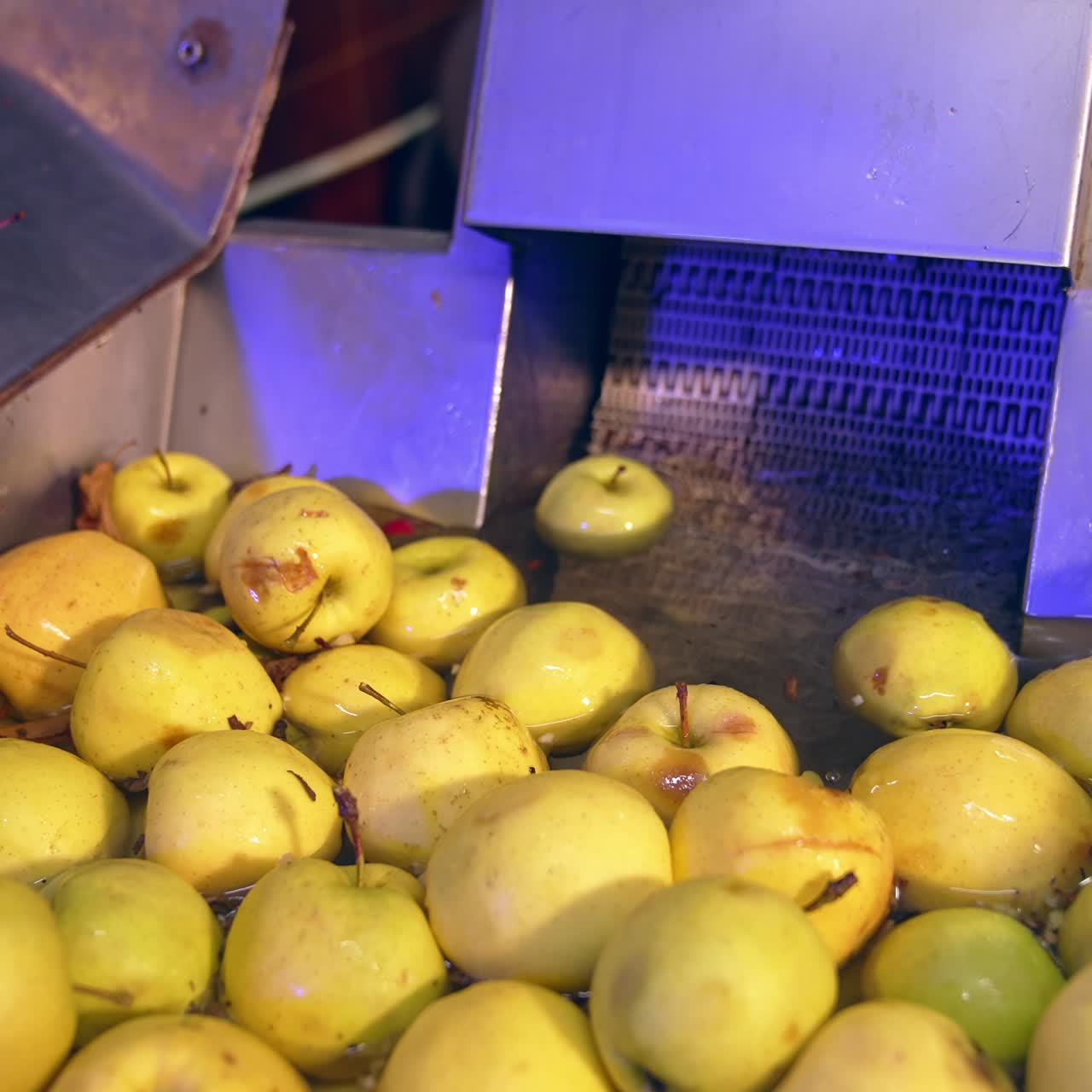 Lots of apple are being washed for future processing. Yellow fruit are prepared for making juice at food factory