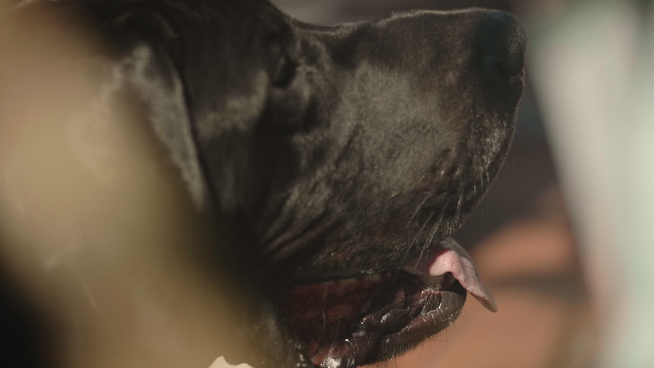 검은 래브라도 리트리버는 타액이 떨어지는 여름 더위 속에서 헐떡이고, 클로즈업, 슬로우 모션