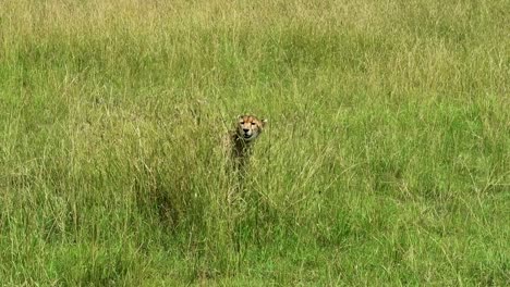 tired cheetah resting in the hot dry savannah grass after running