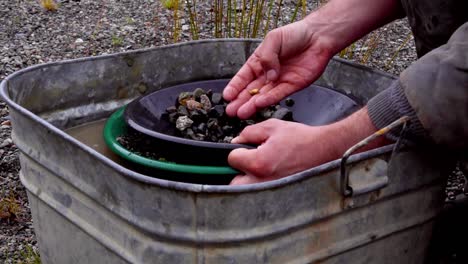 Gold-panning-business-prospecting-success:-golden-nuggets-found-in-black-screening-pan-of-gravel-above-green-trap-pan-picked-up-by-Caucasian-male-hand-and-fingers-showing-findings,-static-profile