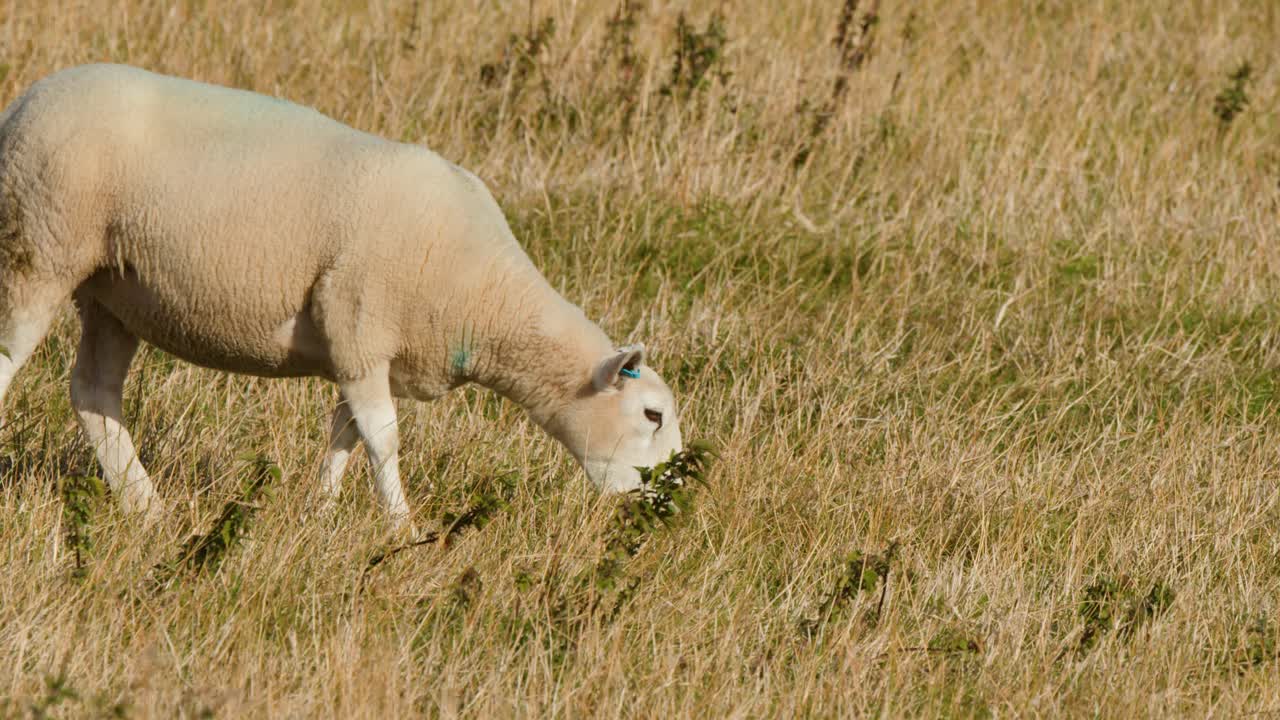 Single sheep eating grass in sunlit field, static camera, natural daylight, rural landscape
