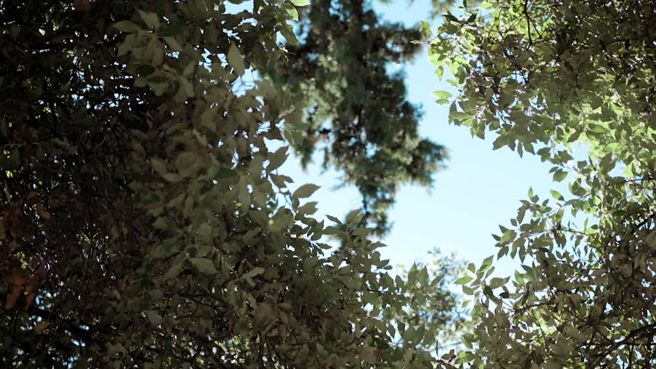 Look up at the sky by the trees