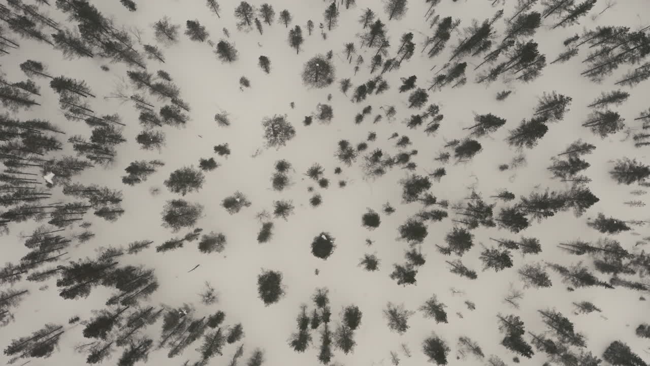 aerial shot straight down on treetops in the winter in snowing conditions