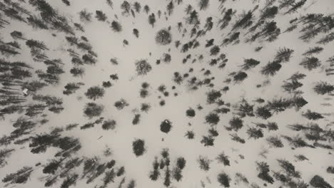 aerial-shot-straight-down-on-treetops-in-the-winter-in-snowing-conditions