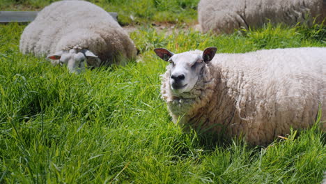 Sheep-Graze-On-A-Green-Meadow