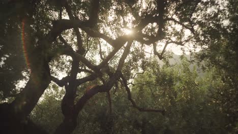 sun flare glistens between leafy tree canopy blown in wind below shade of mediterranean forest