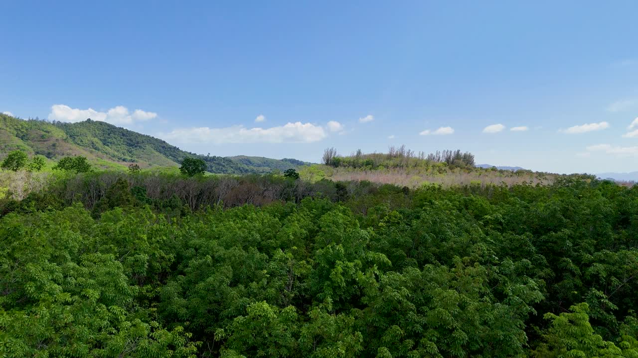 Drone footage captures lush green landscapes and distant hills in a serene rubber plantation in Phuket, Thailand