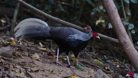 A-male-facing-right,-a-female-is-right-behind-it-then-another-male's-head-appear-on-the-right-hand-bottom-corner,-Kalij-Pheasant-Lophura-leucomelanos,-Thailand