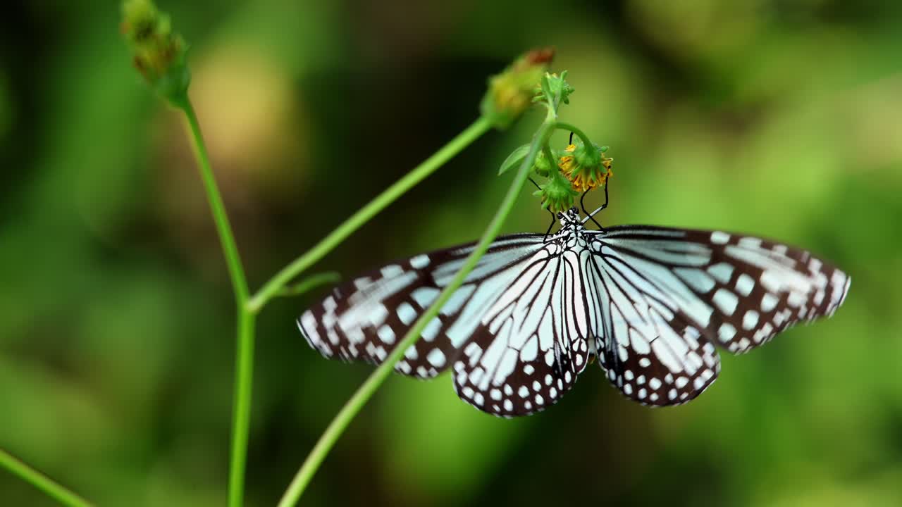 Video ravvicinato di una farfalla tigre vitrea che dispiega le sue ali traslucide mentre si posa su fiori di Bidens pilosa durante l'autunno in Himachal Pradesh, India.