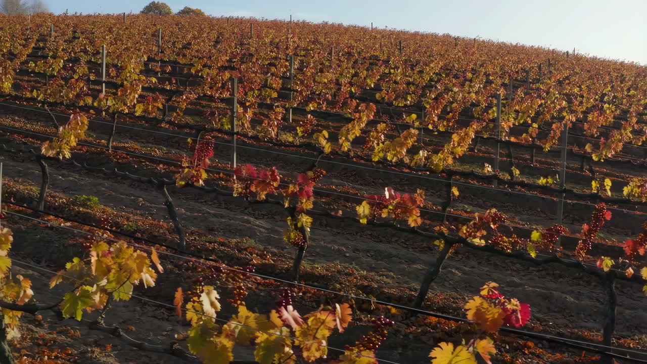 Paesaggio autunnale di vigneto con foglie colorate
