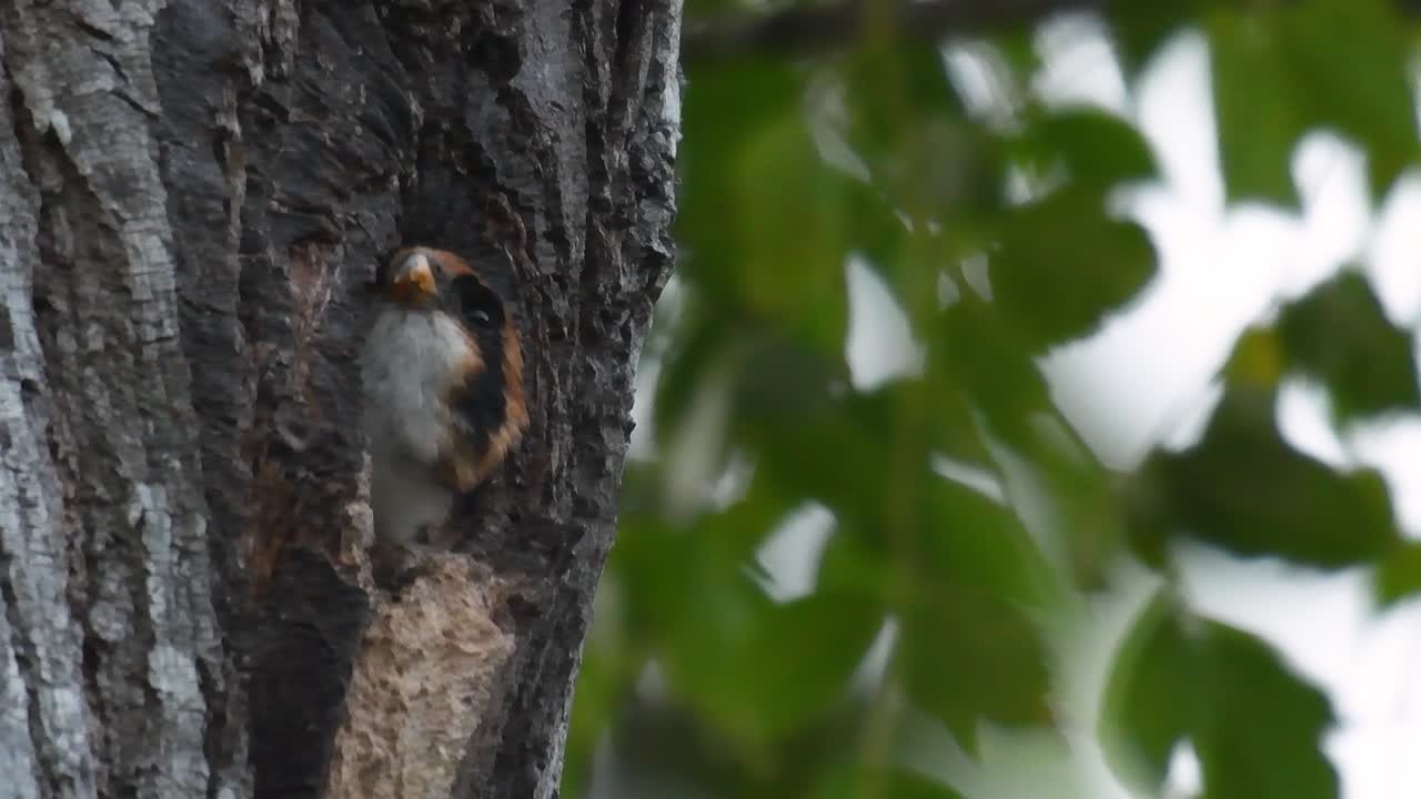 el falconet de muslo negro es una de las aves rapaces más pequeñas que se encuentran en los bosques de algunos países de asia