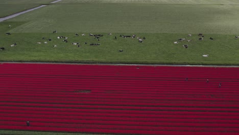 Dutch-cows-grazing-next-to-red-tulip-field-during-day-time,-aerial