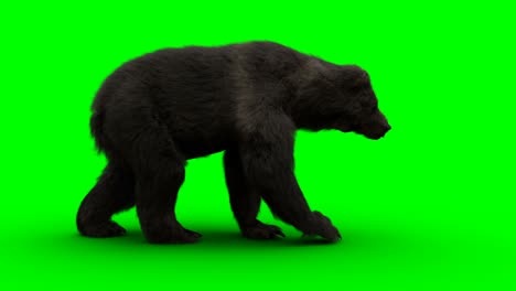 walking bear. green screen realistic animation.