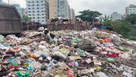 Dog-at-riverside-city-waste-landfill