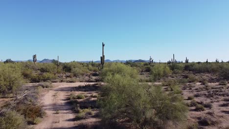 camino de tierra en el desierto seco y arenoso rodeado de cactus gigantes y plantas durante el cielo azul claro soleado