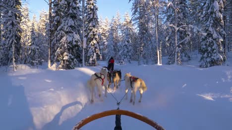 dog sledding through a snowy forest