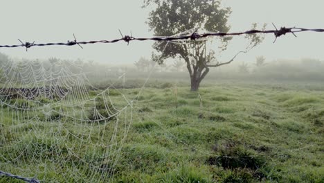 Foggy-morning-field-and-tree,-spider-web-with-dew-on-barbed-wire-fence