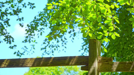 Wooden-fence-with-overhanging-trees,-shot-on-a-warm-summers-day