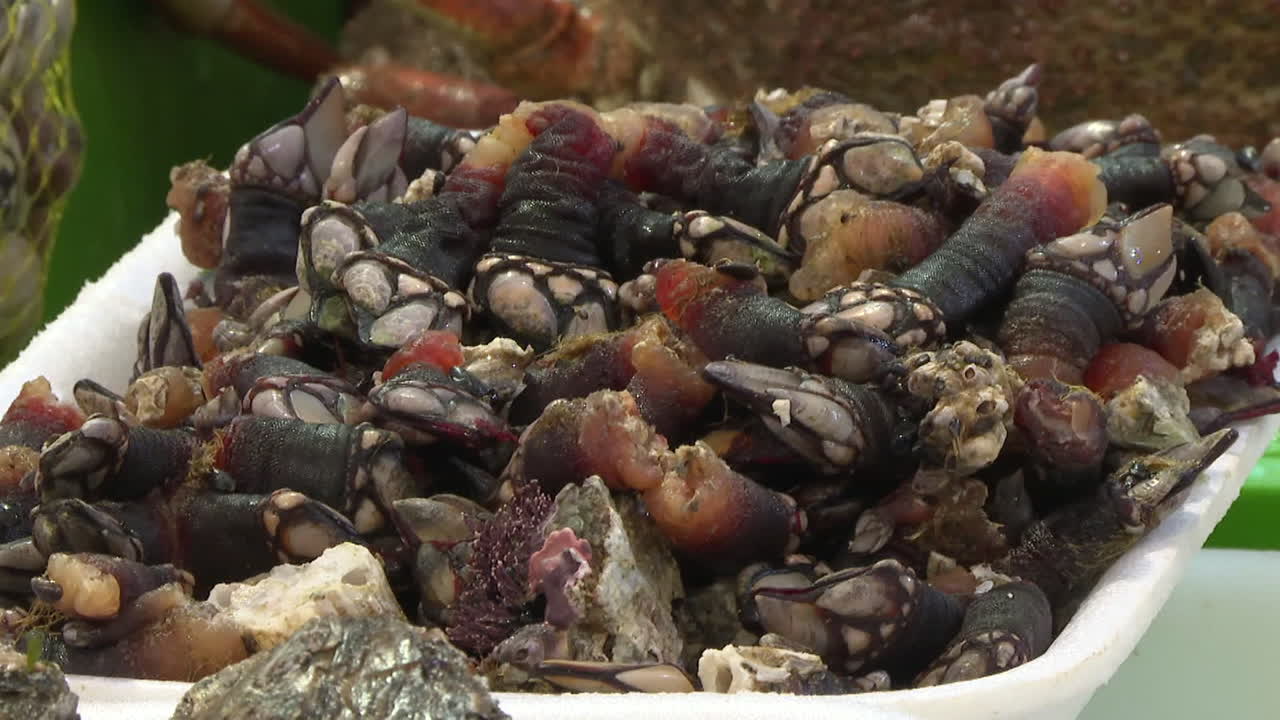 Freshly Caught Cockles at a Seafood Market