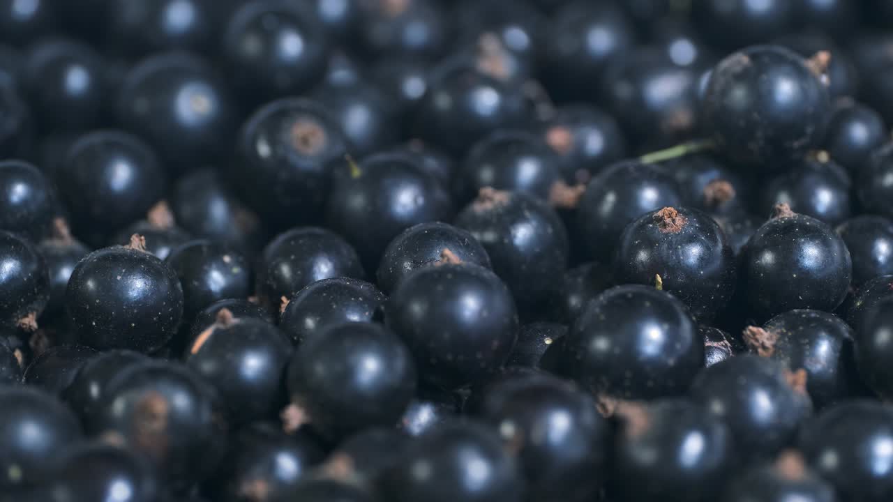 신선한 검은 수박을 회전 시키십시오. 클로즈업. 카메라 회전 360도. 검은수박 또는 검은수방 (ríbes nígrum)