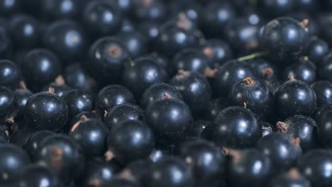 Rotate of fresh blackcurrant. Close up. Camera rotation 360 degrees. Black currant or blackcurrant (Ríbes nígrum)